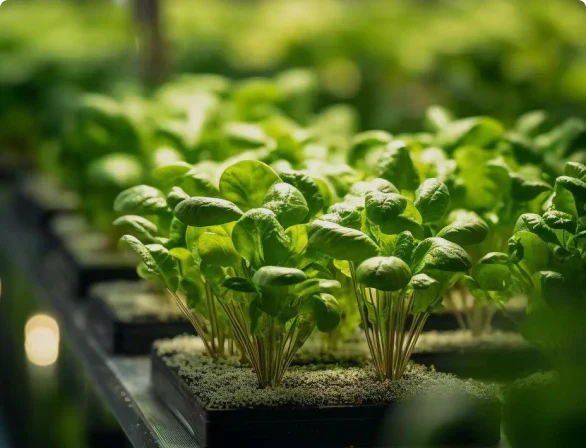 Illuminating Your Indoor Garden: A Deep Dive into Plant Lights