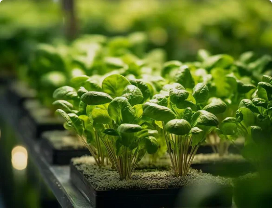 Choosing the Best Grow Lights: A Professional Guide to Indoor Cultivation in Europe