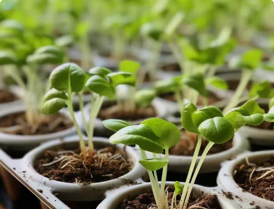 Mastering Indoor Gardening: A Comprehensive Guide to LED Plant Lights for Modern Living