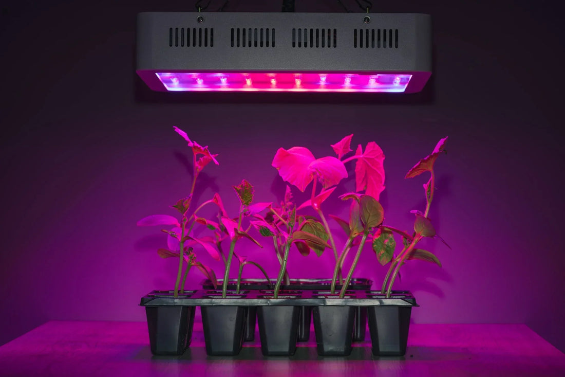 2026 Ultimate Grow Light Distance Guide: Charts for LED, CFL & HPS