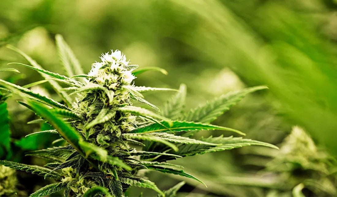 Maximizing Yield in a 1.2m x 1.2m (4x4) Grow Tent: The Ultimate LED & Setup Guide for EU Growers