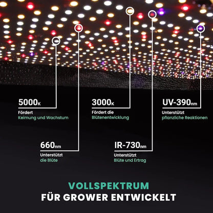 Growealth G3000 300W Vollspektrum LED-Pflanzenlampe für Indoor-Garten